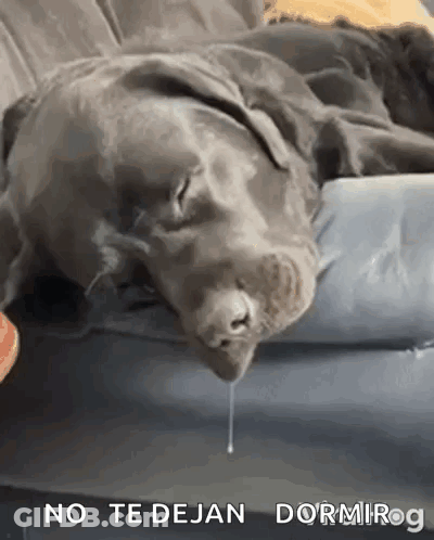 Dog Laying On Couch Drooling GIF
