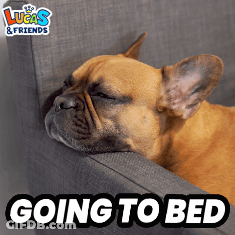 Dog Laying On Couch Going To Bed GIF