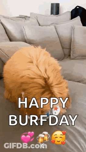 Dog Laying On Couch Happy Burfday GIF