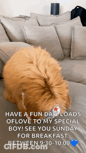 Dog Laying On Couch Have A Fun Day GIF