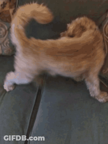 Dog Laying On Couch Next To Pillow With Letter R GIF