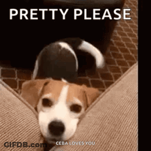 Dog Laying On Couch Pretty Please Ceba Loves You GIF