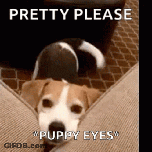 Dog Laying On Couch Pretty Please Puppy Eyes GIF