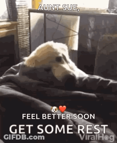 Dog Laying On Couch Saying Aunt Sue Feel Better Soon Get Some Rest GIF