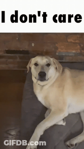Dog Laying On Couch Saying I Don't Care GIF