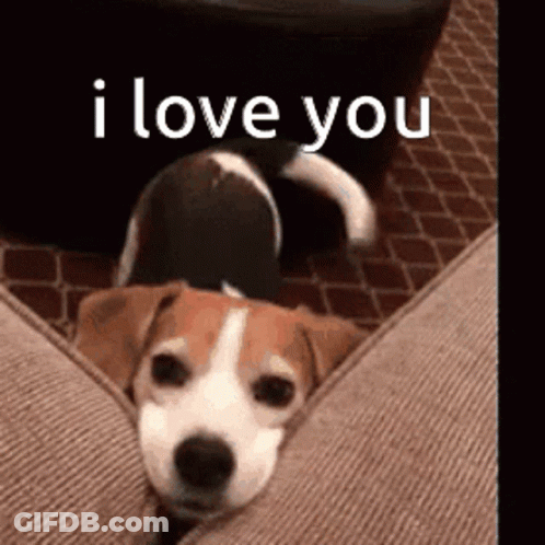 Dog Laying On Couch Saying I Love You GIF
