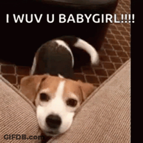 Dog Laying On Couch Saying I Wuv U Babygirl GIF