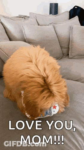 Dog Laying On Couch Saying Love You Mom GIF
