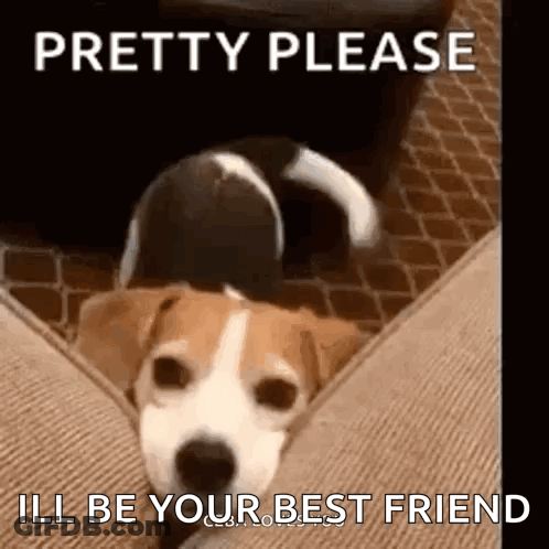 Dog Laying On Couch Saying Pretty Please GIF