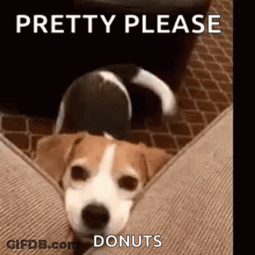 Dog Laying On Couch Saying Pretty Please Donuts GIF