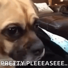 Dog Laying On Couch Saying Pretty Pleeasee GIF