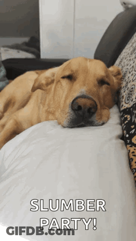 Dog Laying On Couch Slumber Party GIF