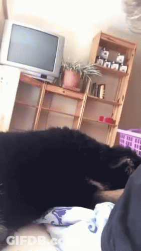 Dog Laying On Couch Watching TV GIF