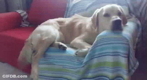 Dog Laying On Couch With Blue Blanket GIF