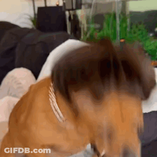 Dog Laying On Couch With Head On Lap GIF