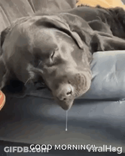 Dog Laying On Couch With Mouth Open GIF