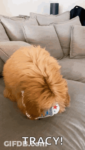 Dog Laying On Couch With Tracy GIF