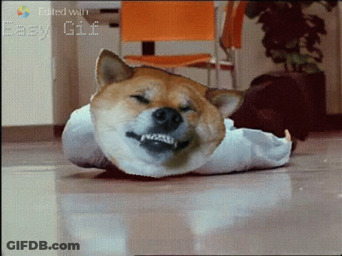 Dog Laying On Floor Eyes Closed Edited With GIF
