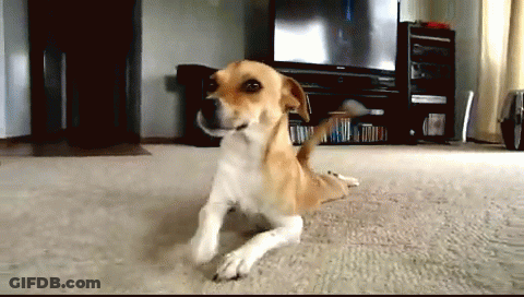 Dog Laying On Floor In Front Of TV GIF