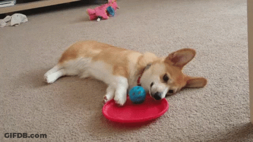 Dog Laying On Floor Playing With Red Plate And Blue Ball GIF
