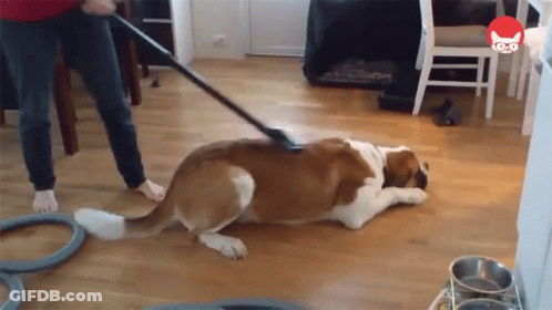 Dog Laying On Floor While Person Vacuums GIF