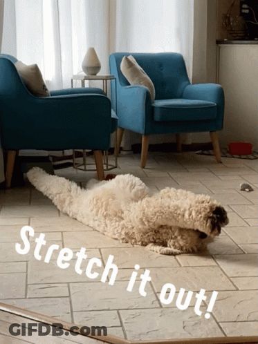 Dog Laying On Floor With Stretch It Out GIF