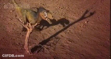 Dog Laying On Ground With Tree Branch GIF