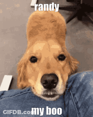 Dog Laying On Lap Randy My Boo GIF