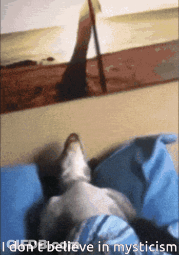 Dog Laying On Lap Saying I Don't Believe In Mysticism GIF