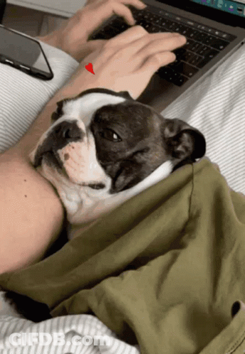 Dog Laying On Lap While Person Types On Laptop GIF
