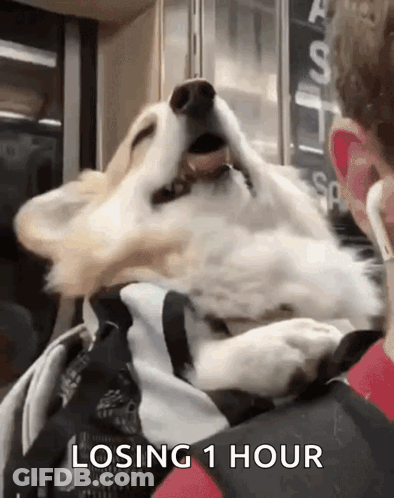 Dog Laying On Lap With Losing 1 Hour GIF