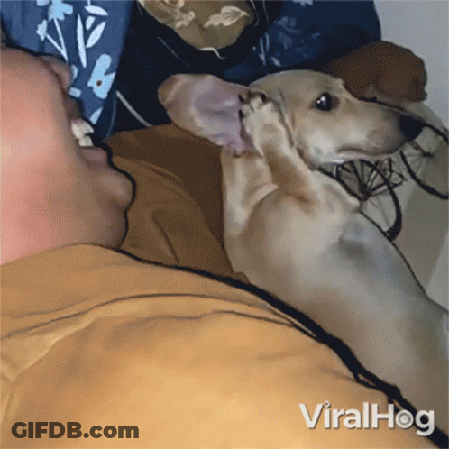 Dog Laying On Man's Lap Viralhog GIF