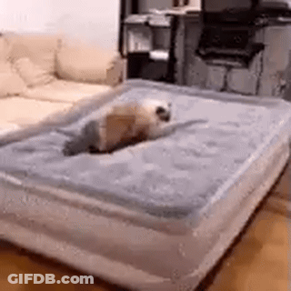 Dog Laying On Mattress In Living Room GIF