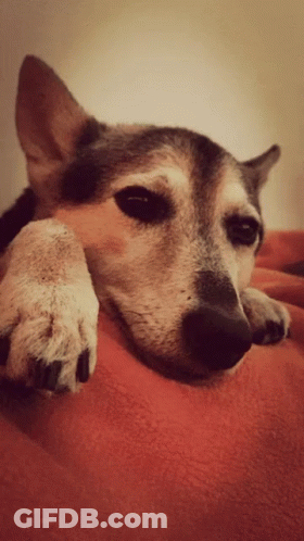 Dog Laying On Red Blanket With Head On Paw GIF
