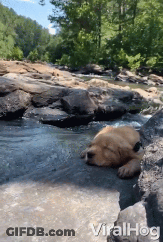 Dog Laying On Rock In River Viralhog GIF