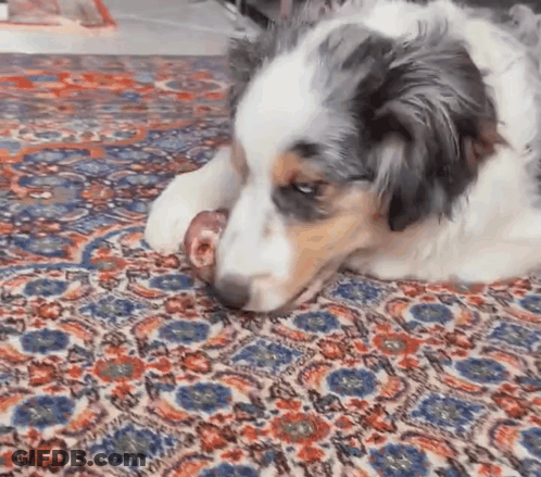 Dog Laying On Rug Chewing Meat GIF