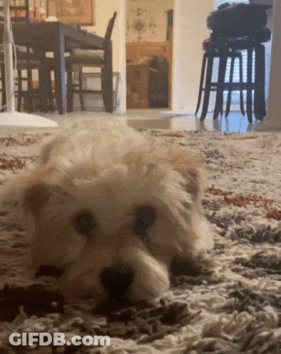 Dog Laying On Rug In Living Room GIF