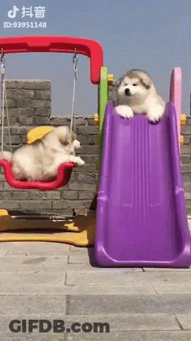 Dog Laying On Slide Next To Another Dog GIF