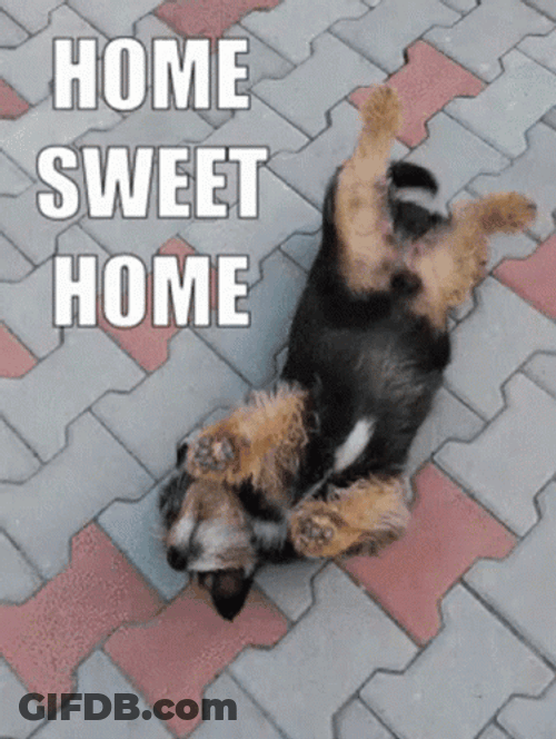 Dog Laying On Street Home Sweet Home GIF
