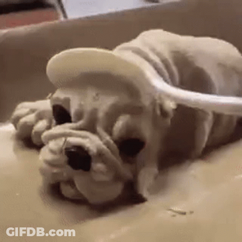 Dog Laying On Table With Spoon In Mouth And Hat GIF