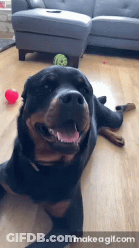 Dog Laying On Wooden Floor Beside Couch And Tennis Ball GIF