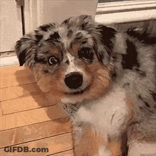 Dog Laying On Wooden Floor Looking At Camera GIF