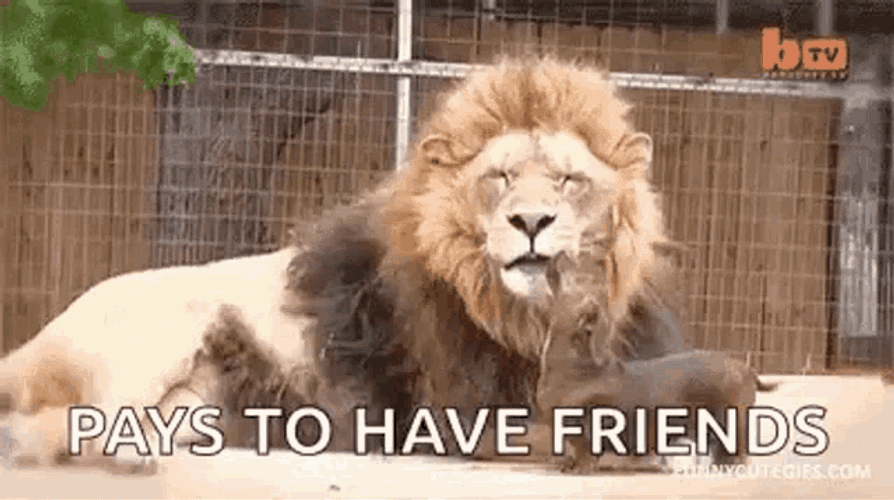 Dog Lick GIF