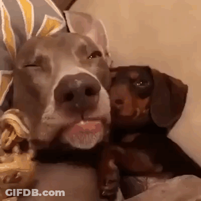 Dog Licking Another Dog's Nose GIF