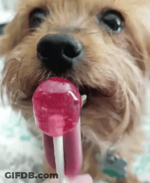 Dog Licking Candy Lollipop GIF