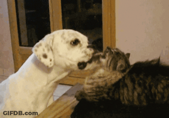 Dog Licking Cat GIF