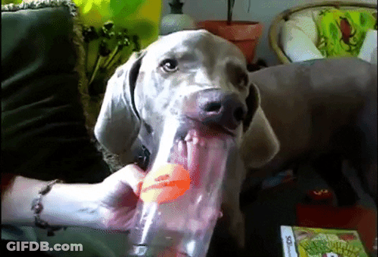 Dog Licking Cup GIF