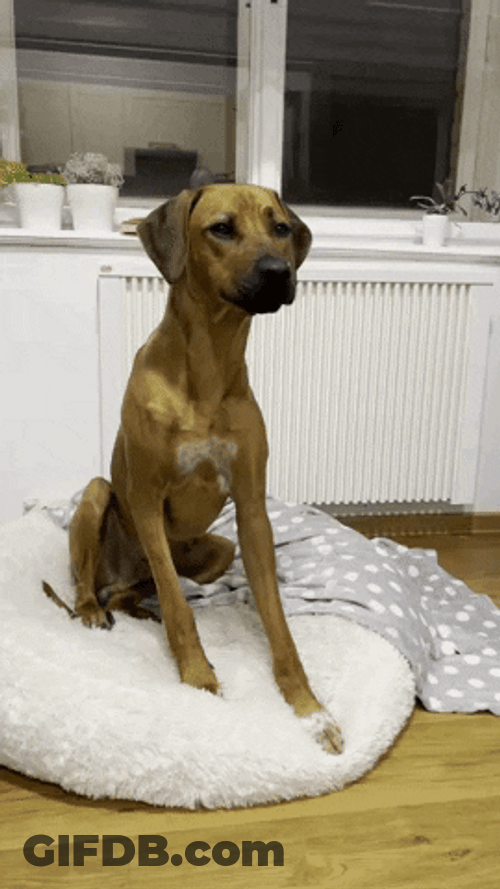 Dog Licking I Want It Now GIF
