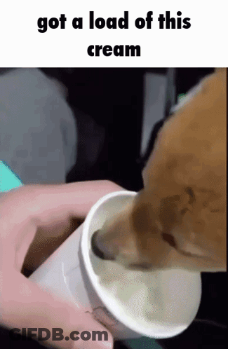 Dog Licking Ice Cream Got A Load Of This Cream GIF