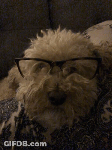 Dog Licking Man's Face While Playing GIF